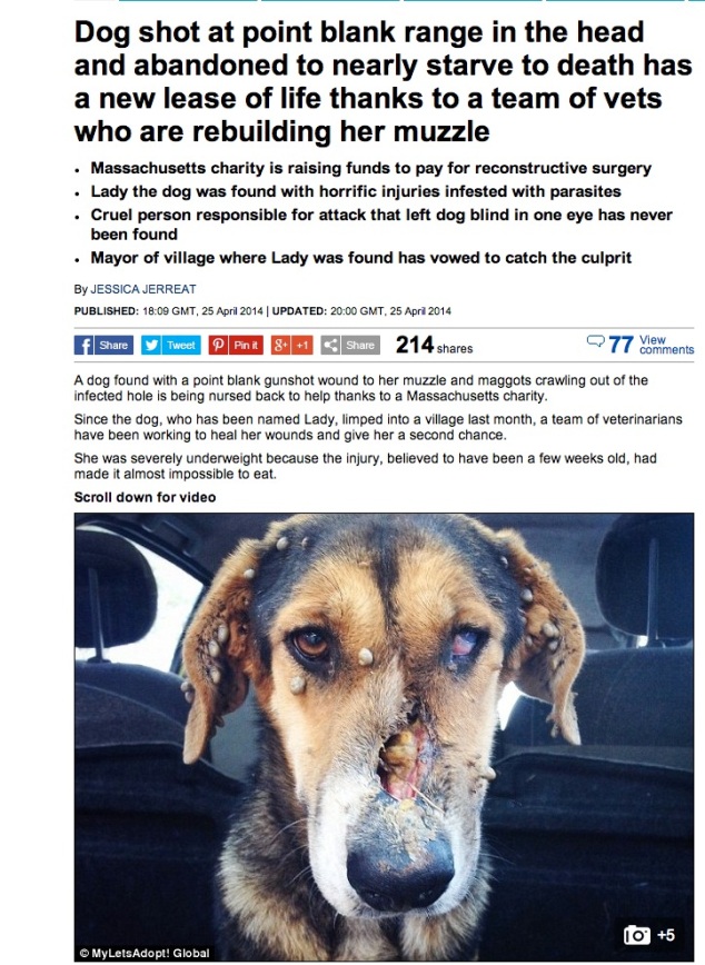 Let's Adopt! Global rescue case in British newspaper